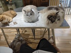 -听TA说宠咖·宠物生活馆(天韵水岸店)