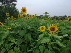 -武汉紫薇都市田园