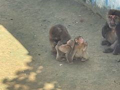 -西霞口神雕山野生动物世界