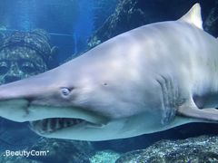 -太平洋海底世界