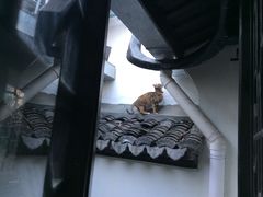 -猫的天空之城概念书店(杭州南宋御街店)