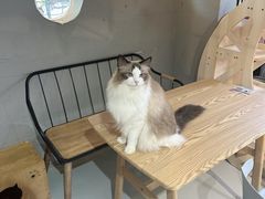 -豆逗聊愈猫阁Easy Life