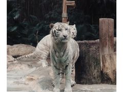 -广州长隆野生动物世界