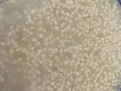 -金城包子牛肉灌汤包(台东四路店)