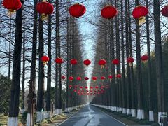 -黄海国家森林公园