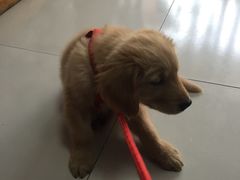 -惠康宠物医院(华能路店)