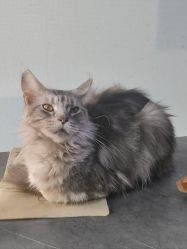 -V一刺青·纹身   穿孔    清洗