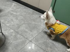 -半岛宠物医院24小时·内窥镜·牙科·碎石中心(府城大道店)