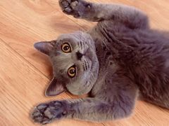 -九田家黑牛烤肉料理(二天地店)