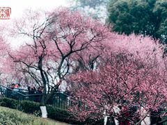 -重庆彩云湖湿地公园