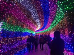 -杭州湾海上花田景区