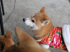 -柴犬高等学院·狗咖·柴犬售卖·宠物训练