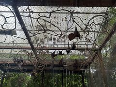 -广州长隆飞鸟乐园