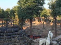 -呼吸森林·生态农庄农家乐私房菜