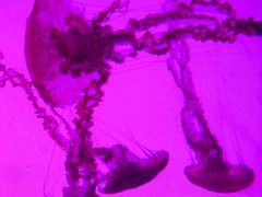 -沈阳海洋探索中心