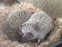 -万源龙顺度假庄园生态观光园