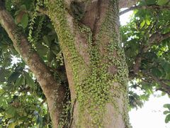 -中国科学院西双版纳热带植物园