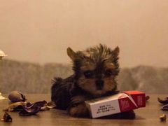 -BABYDOG宝贝狗宠物乐园(欧洲城店)