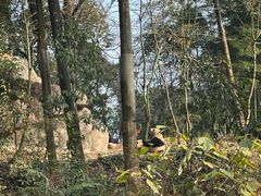 -中国大熊猫保护研究中心雅安碧峰峡基地