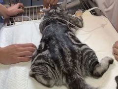 -瑞派福兴宠物医院犬猫全科·骨科·中西医结合(河东店)