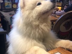 -more than meow吴止猫主题餐厅(承德 中船汇店)