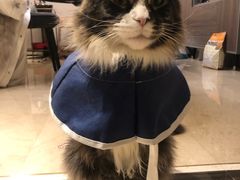 -十年猫舍·猫咪专门店(普陀店)