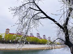 -桃花堤公园