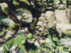 -南山植物园
