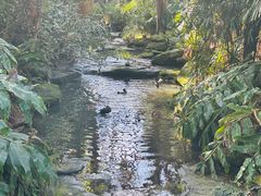-EG Waterhouse Camellia Gardens Sutherland Shire