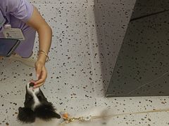 -瑞派康怡24h宠物医院·犬猫医疗中心·微创绝育(瑞景分院)