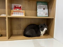 -艾贝尔宠物医院·24H转诊中心·肿瘤猫专科(江宁双龙店)