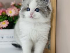 -小猫来了·猫舍(红山六九七九店)