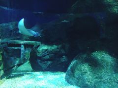 -暹罗海洋世界