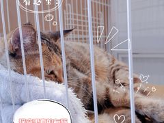 -猫的天空之城概念书店(苏州平江店)