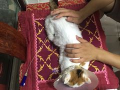 -纳吉亚猫专科动物诊疗中心(蒋宅口分院)