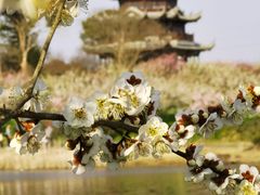 -上海海湾国家森林公园