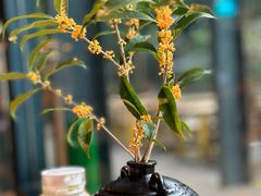 -宁波余姚老柿林山居度假村