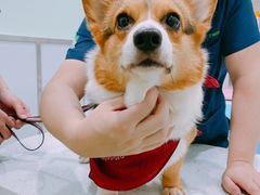 -佳雯宠物医院(金华南路分院)