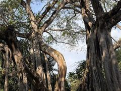 -瑞丽独树成林风景区