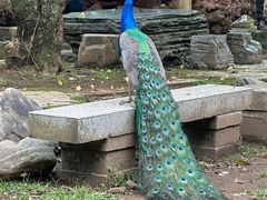 -云南勐巴娜西珍奇园