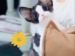 -70cat德文卷毛猫·缅因猫纯种猫舍