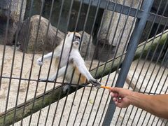 -深圳野生动物园
