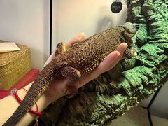 -酷以爬仙阁实体爬宠店·守宫·蜥蜴·专业繁育