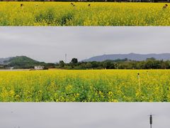 -光明小镇欢乐田园