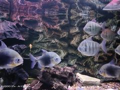 -上海海洋水族馆