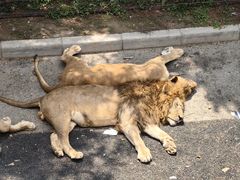 -大连森林动物园