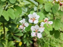 -福田红树林生态公园