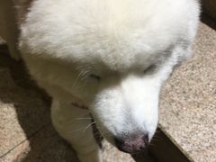 -more than meow吴止猫主题餐厅(承德 中船汇店)