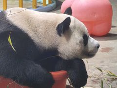 -栾川竹海野生动物园