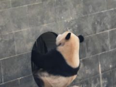 -中国大熊猫保护研究中心雅安碧峰峡基地